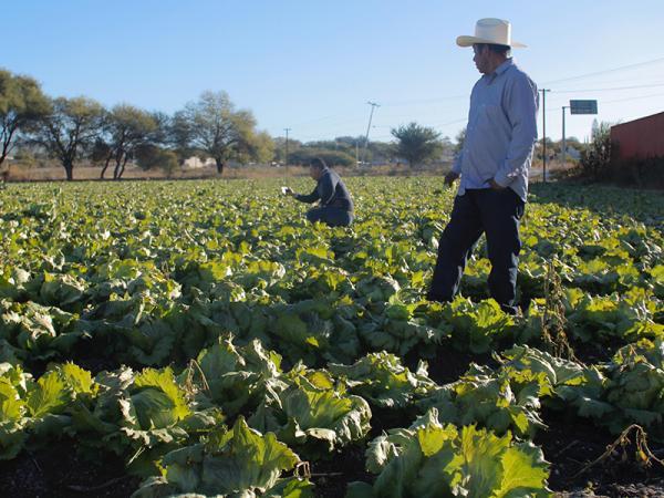 Helada daña 520 hectáreas de cultivos en Puebla: SDR