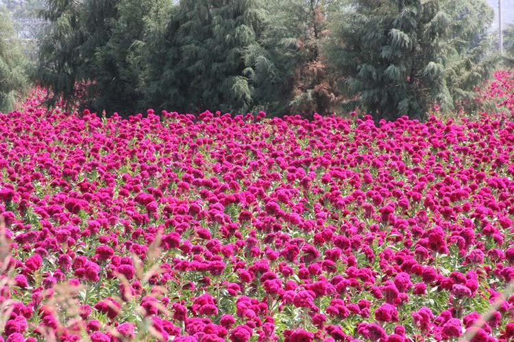 Listas 140 mil flores de muerto para su venta en Atlixco