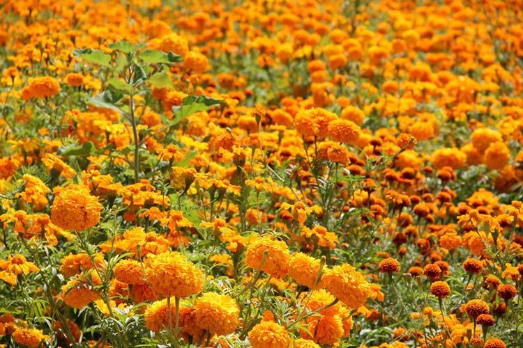 Listas 140 mil flores de muerto para su venta en Atlixco