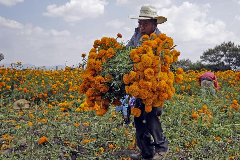 Puebla, principal productor de flor de cempasúchil para este 2023