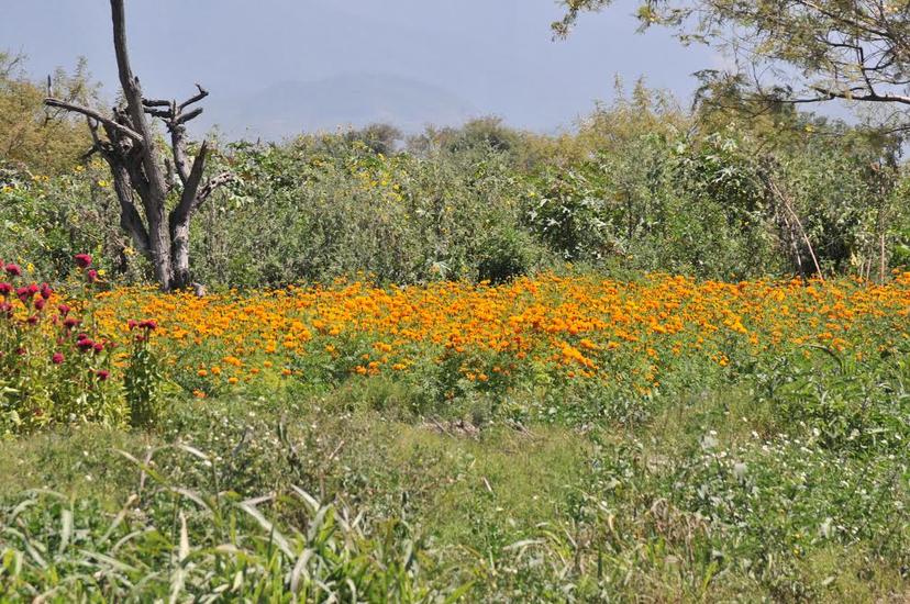 Se eleva 100% costo de flor de muerto en Tehuacán