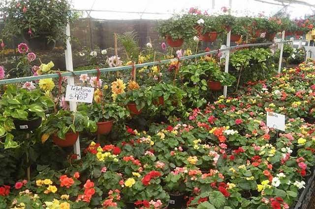 Esperan derrama de 30 millones de pesos en venta de flor en Atlixco