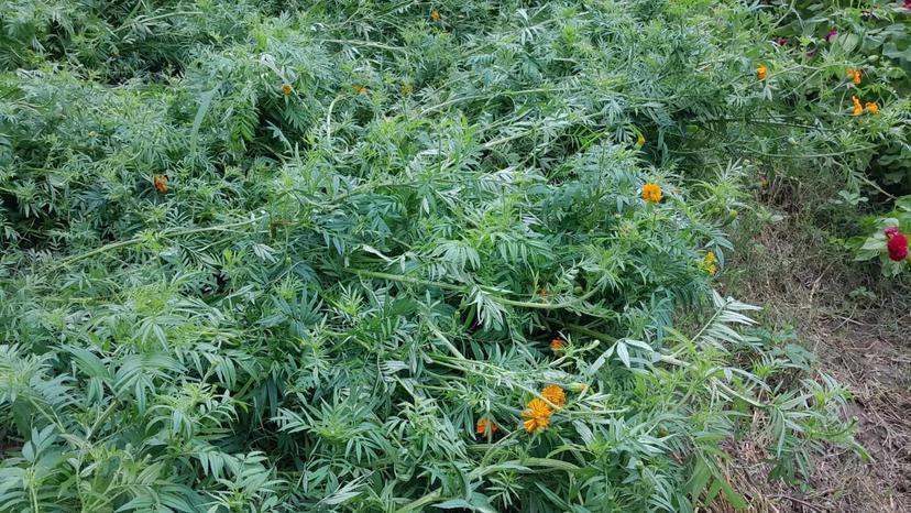 Lluvias torrenciales dañan el 50% de cultivo de Flor de Cempasúchil en Tehuacán