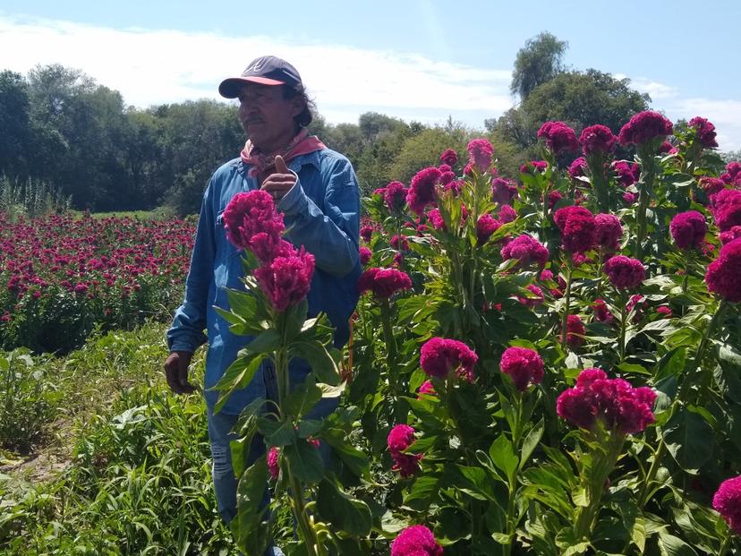 Productores de terciopelo piden a autoridades abrir panteones para Todos Santos 