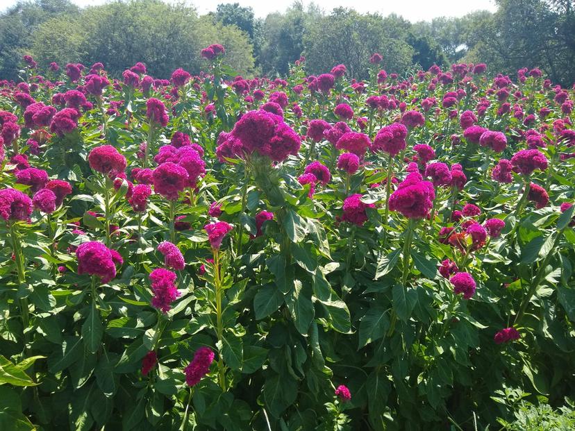 Flor de muerto costará el doble esta temporada en Tehuacán 