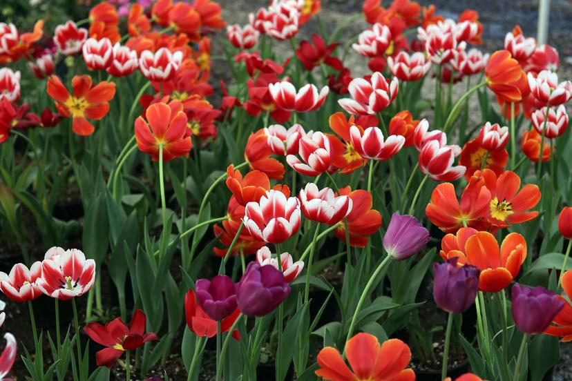 Cuenta Puebla con gran diversidad de flores para el Día del Amor y la Amistad