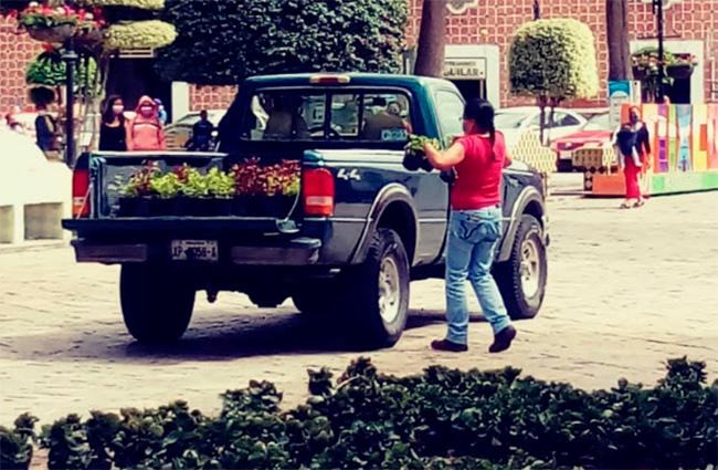 Hasta en camionetas atlixquenses se llevan plantas del tapete de flores