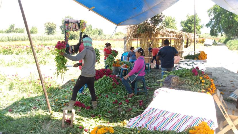 Campesinos de Chalma en Tehuacán prevén vender 20 hectáreas de flor de temporada