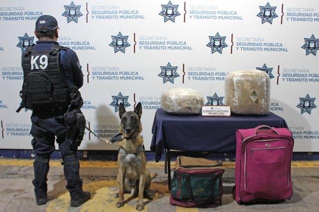 Perro policía detecta 16 kilos de marihuana en la CAPU