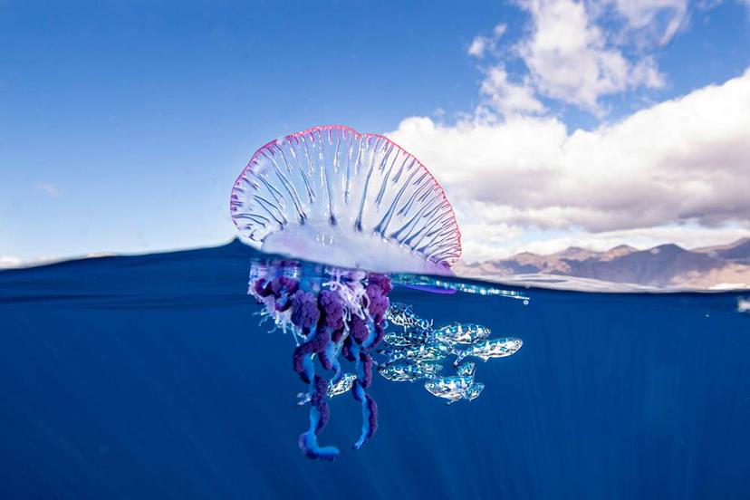 Refuerzan vigilancia en playas de Puerto Vallarta por presencia de medusas y cocodrilos