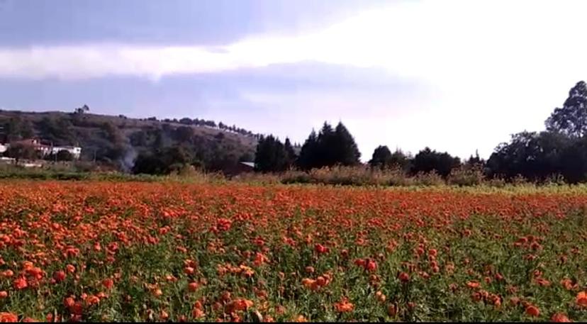 Floricultores de Texmelucan prevén vender 700 toneladas de  flor de muerto