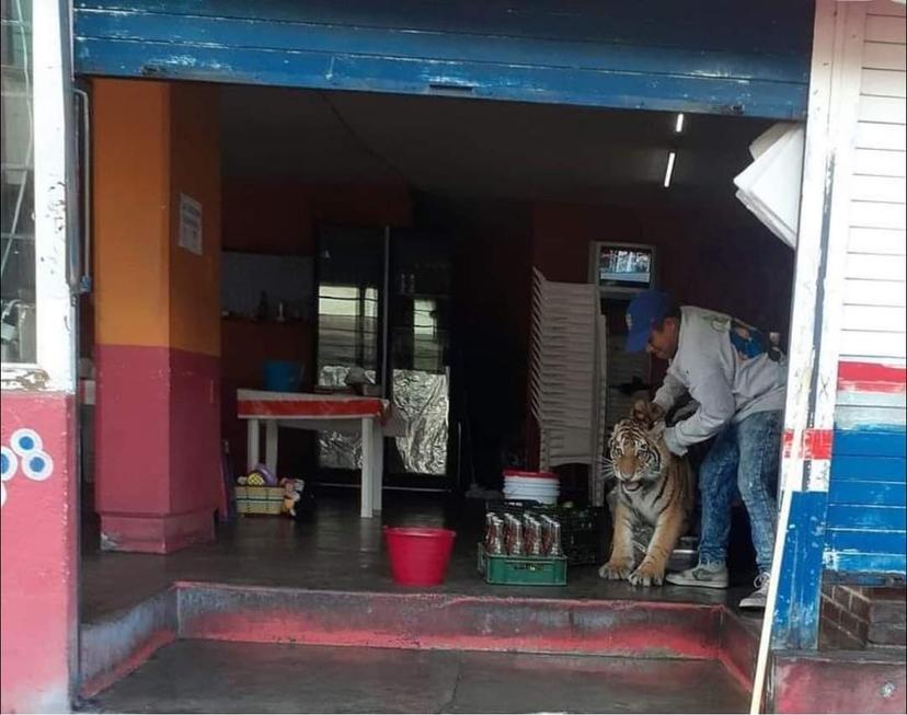 Tigre se pasea por calles de Hidalgo y termina en taquería