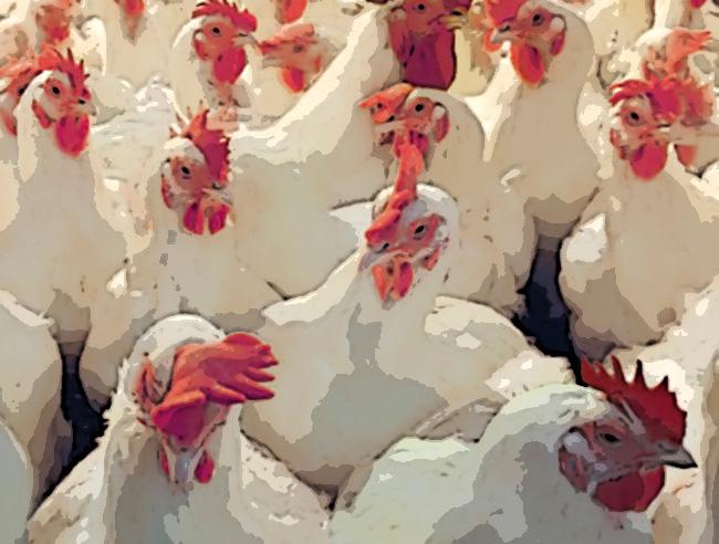 Descarta edil de Tepanco que las 200 mil gallinas repartidas estuvieran enfermas