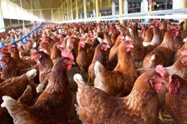 Gripe aviar H5N1 obliga a cierre de mercados en Nueva York