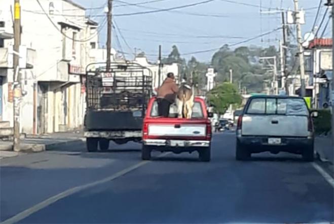 Insisten ganaderos de Texmelucan en instalarse y vender sus animales