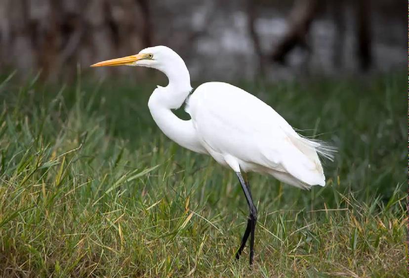 Denuncia uso de pirotecnia contra aves migratorias en Tehuacán