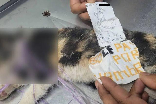 Mensaje tipo narco junto a gatita torturada prende alertas en Xicotepec