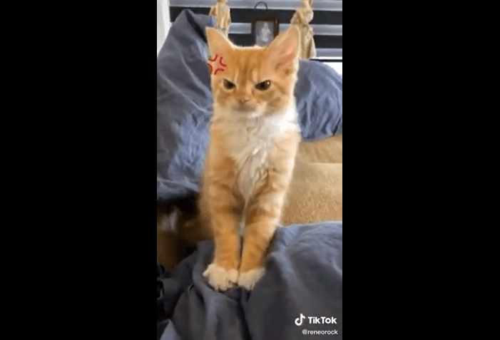 VIDEO Rostro de gatito enojado se hace viral en redes sociales