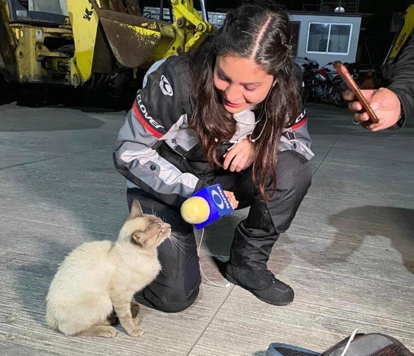 Reportera entrevista a gato y se hace viral