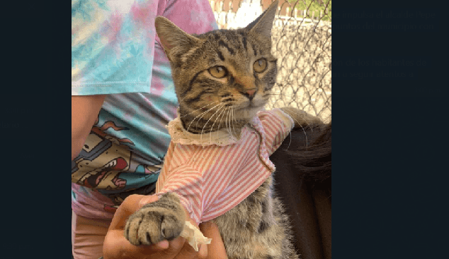 Atiende Chedraui a mascotas en Guadalupe Xonacatepec y Romero Vargas