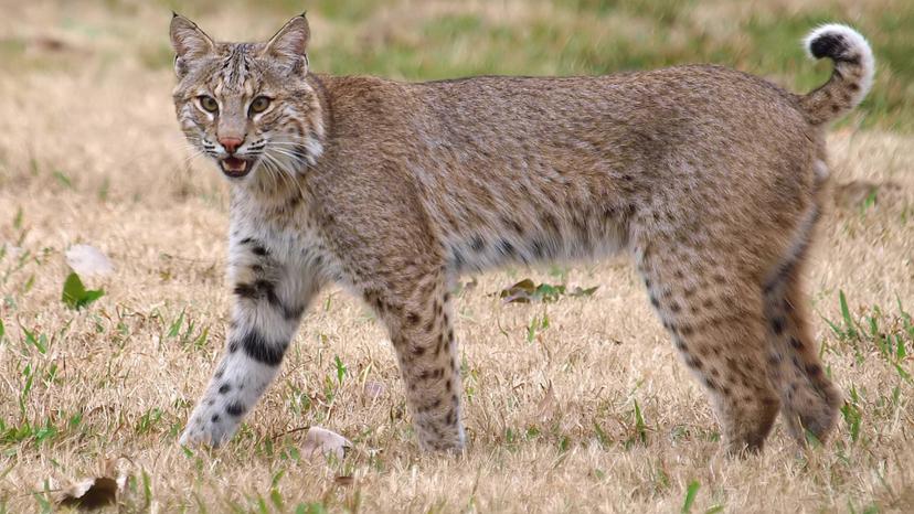 En Xayacatlán, pobladores alertan sobre la presencia de un gato montés