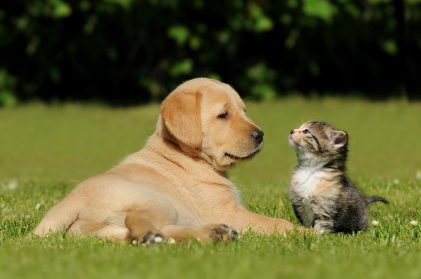 La capital poblana tiene sobrepoblación de perros y gatos: Bienestar Animal