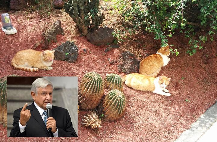 Gobierno de AMLO quiere sacar a gatitos de Palacio Nacional y sacrificarlos