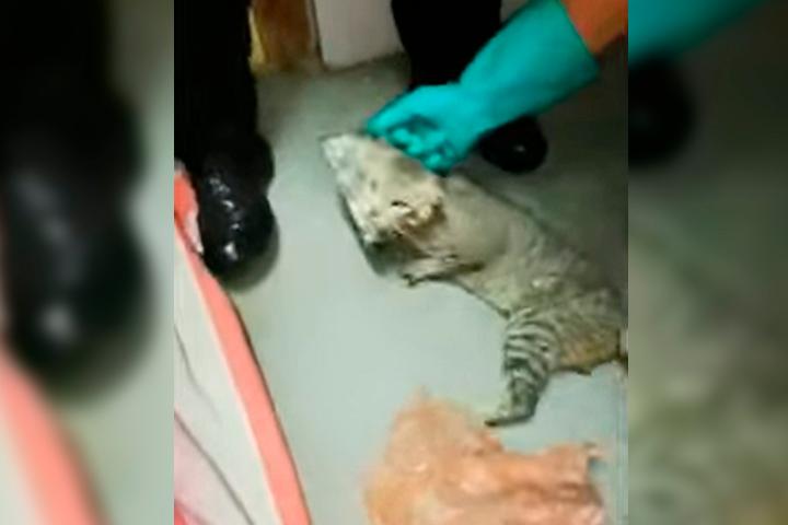 VIDEO Encuentran a gatito que traficaba celulares en cárcel