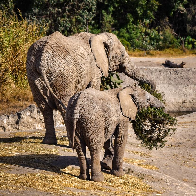 Cuánto cuesta la entrada a Africam Safari; aquí te contamos