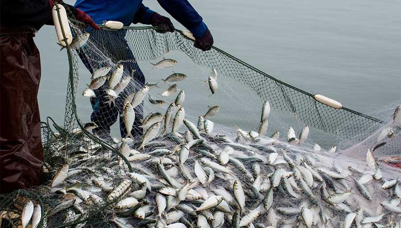 Expertos piden ser selectivos al explotar los productos del mar para su preservación