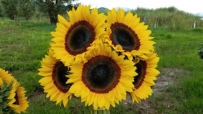 Costos de las flores en Izúcar, por las nubes  
