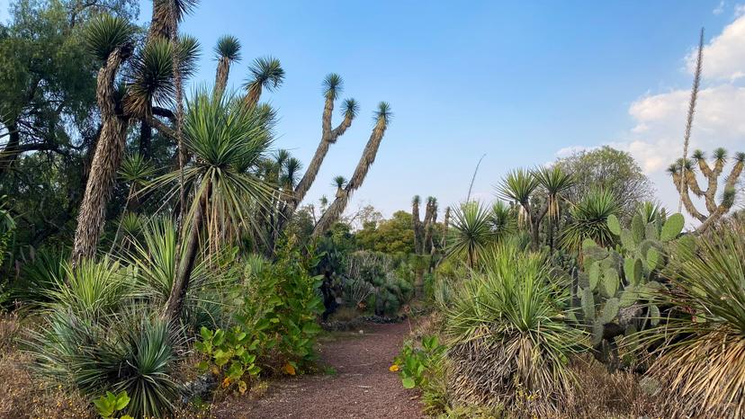 Resguarda Jardín Botánico más de mil 600 especies de plantas
