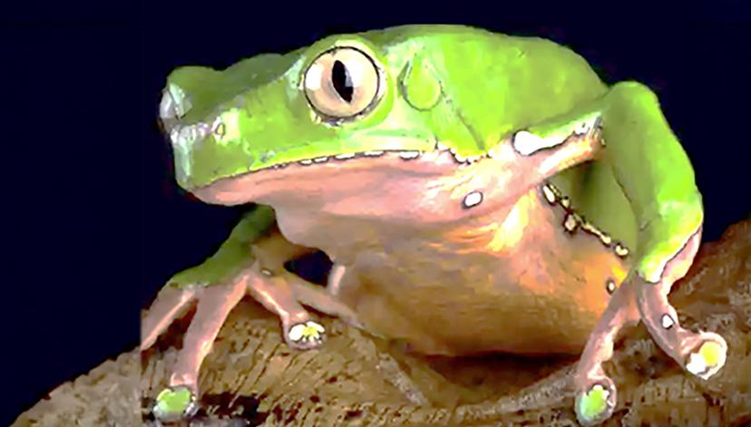 Buscan en ranas moléculas para combatir enfermedades inflamatorias e infecciosas
