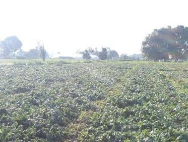 Reportan campesinos daños tras granizada en Texmelucan