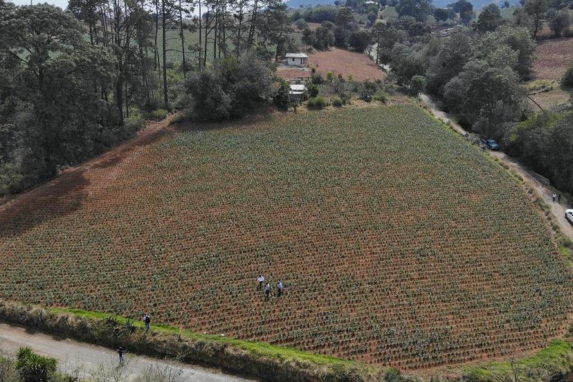 Indemniza SDR a productores de Tlatlauquitepec afectados por granizo