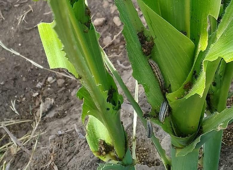 Plagas devastan más de 250 hectáreas de maíz en Tehuacán y Miahuatlán 