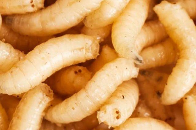 EE. UU. suspende importación de ganado mexicano por plaga de gusano barrenador