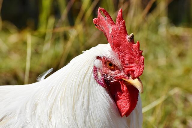 A picotazos gallo mata a una abuelita