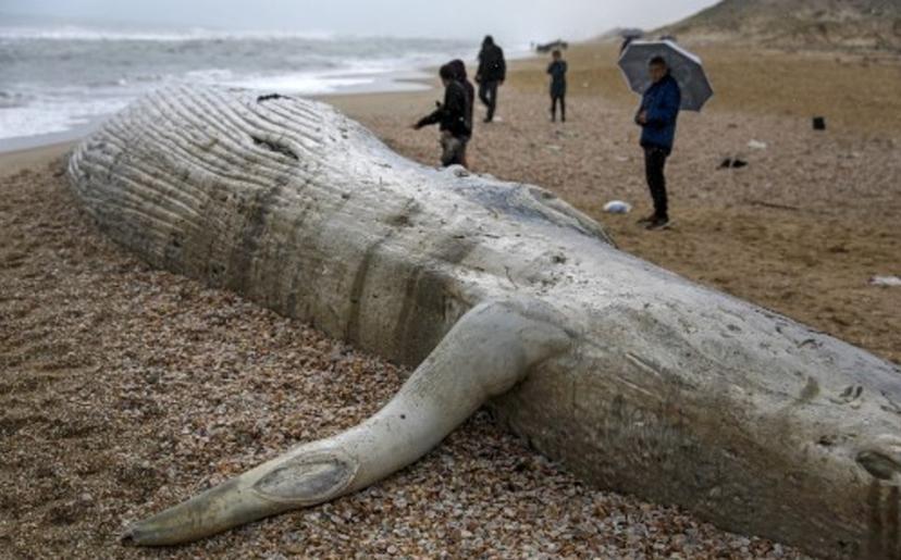 Hallan el cadáver del segundo animal más grande del mundo