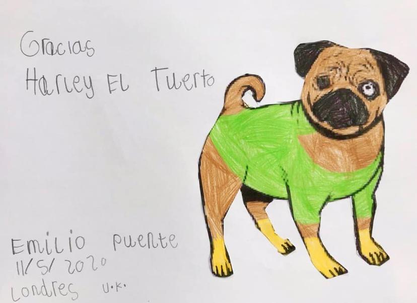 Conoce a Harley, el perro enfermero que combate el Covid-19