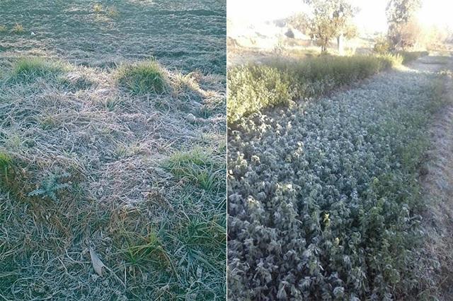 Helada afectó 30 hectáreas de cultivo en San Lorenzo Chiautzingo