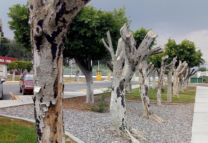 Persiste plaga de hongo negro en Tehuacán