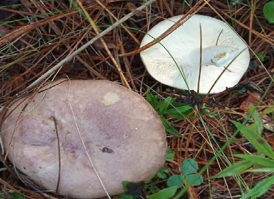 Mueren mamá e hija tras consumir hongos en Acajete