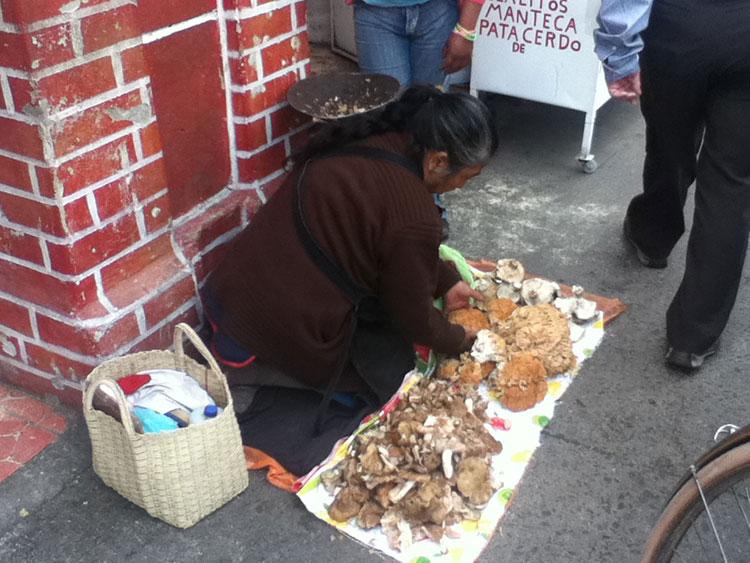 Alertan en Texmelucan, no todos los hongos son comestibles