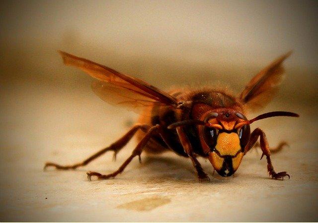 Advierten sobre insectos más peligrosos que avispones asesinos