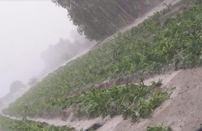 Campesinos de Tecamachalco piden apoyo de autoridades ante granizada