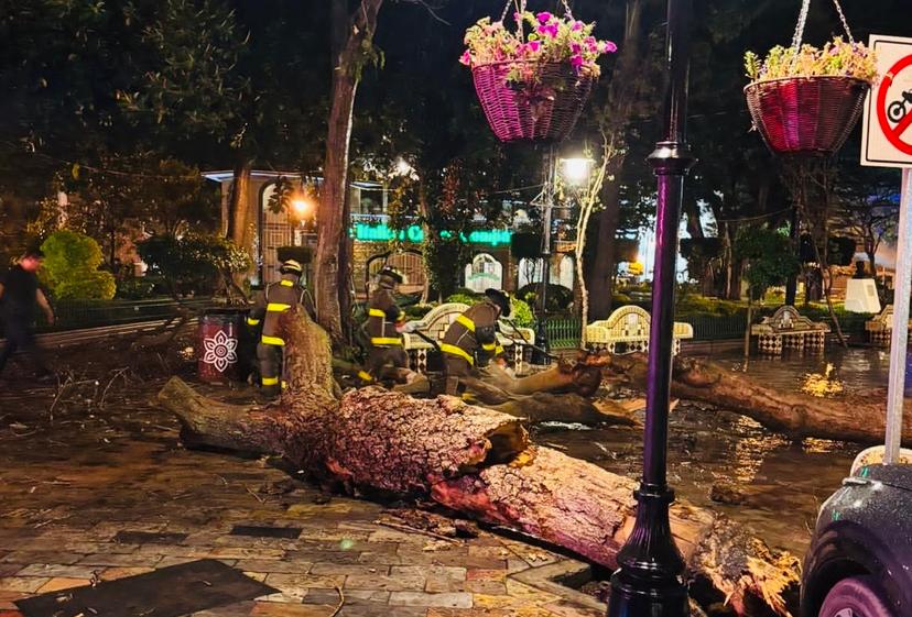 Fuertes vientos derriban árboles en el zócalo de Atlixco