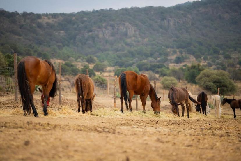 Cuacolandia se muda: el santuario equino inicia una nueva etapa en Puebla
