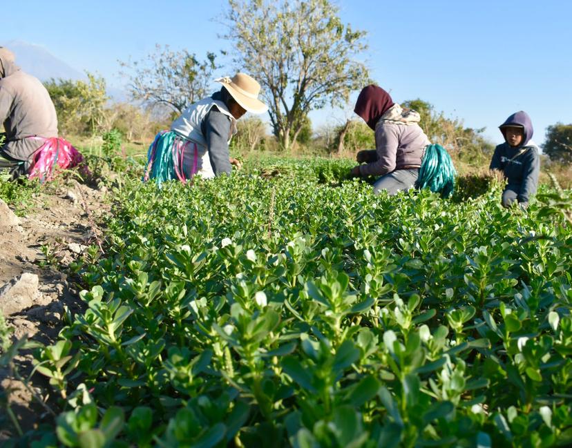 Campesinos de Atlixco quieren exportar cosecha de verdolagas