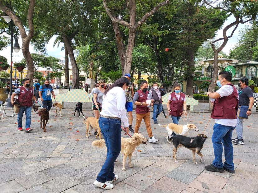 Hasta 6 denuncias por maltrato animal se reciben en Atlixco cada semana